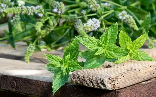 menta piperita